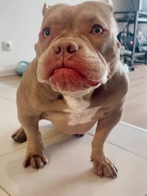 A post by @chester.bully on TikTok caption: ASMR 🥰 #американскийбулли #americanbully #барселона #barcelona #asmr #dogasmr