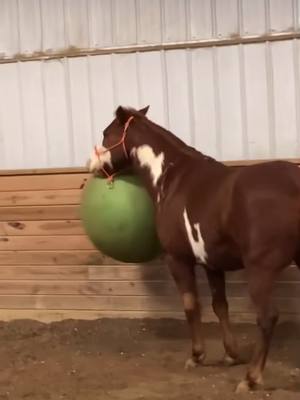 A post by @horseyeditss_ on TikTok caption: Did you expect this? 😂 Watch till end !! #funny #foryou #foryoupage #viral #fyp #pony #bont credits: idk ?