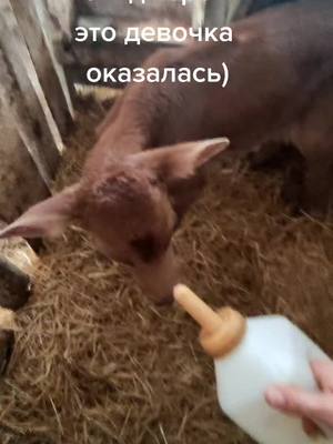 A post by @vadim110194 on TikTok caption: #джерси #телочка #малышка #крошка #кфх