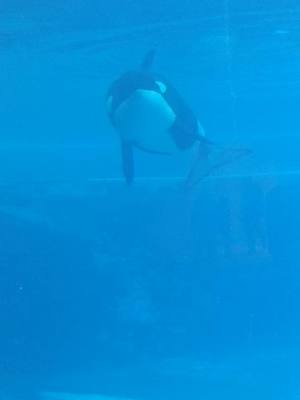 A post by @ray_ray1978 on TikTok caption: #Marineland in Niagara