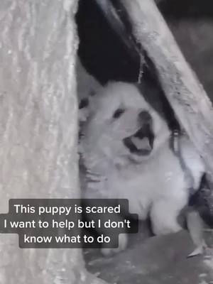 A post by @petypppyu on TikTok caption: Can anyone tell me how to help this poor puppy？😢#puppy #dogsofttiktok #fyp #doglover #dog