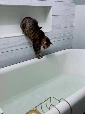 A post by @cjslice on TikTok caption: Bathtub shenanigans…. #fyp #cat #fall #kitty #cats #bathtub #splishsplash #LaysGoldenDuet #AVrboForTogether