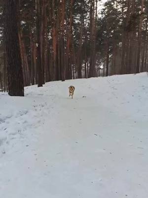 A post by @labrorichkin on TikTok caption: просто по бегаем) #видео #рекомендации