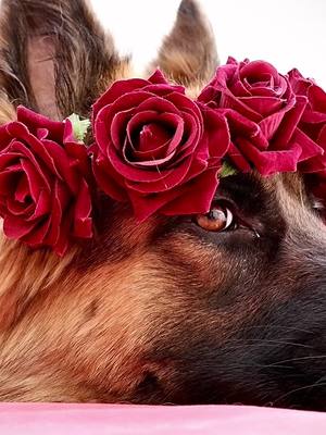 A post by @_storm_the_kingshepherd_ on TikTok caption: ❥ʟɪᴋᴇ ɪᴍ ᴛʜᴇ ᴏɴʟʏ ɢɪʀʟ ɪɴ ᴛʜᴇ ᴡᴏʀʟᴅ❥ || Happy valentines! Who’s yours this year? || #gsd #edit #valentines #dc #beauty