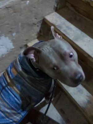 A post by @rubearski on TikTok caption: #poppincollars #puppincollars #roscoethepit #pitbullsoftiktok