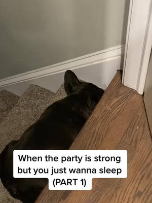 A post by @enzothediva on TikTok caption: It’s such a struggle #frenchie #frenchbulldog