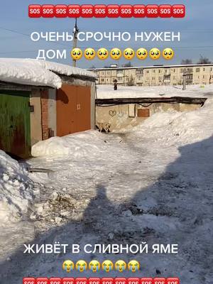 A post by @luda2540 on TikTok caption: #дом#подаритедом#вдобрыеручки #собакадругчеловекалюблюего #собакадругчеловека #собака #собакалучшийдруг #собакадруг #добратаспасаетмир #