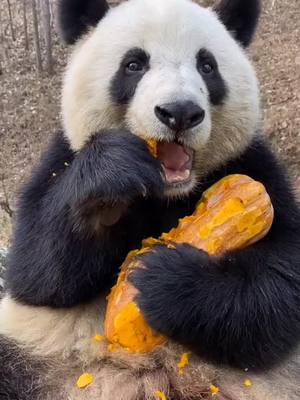 A post by @petswei9 on TikTok caption: 🎃🎃🎃😂 #panda #animal #eat #Pumpkin #naughty #squabby #lovely #foryou #fyp