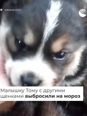 A post by @sobakaluck on TikTok caption: #помощь #тиктокпэт #1минутанепредел #творидобро #творючудо #неидеальный_питомец #рекомендации #рек #врекомендации #врек #деньпитомца #пэт_друг #щенки #волонтер #добро