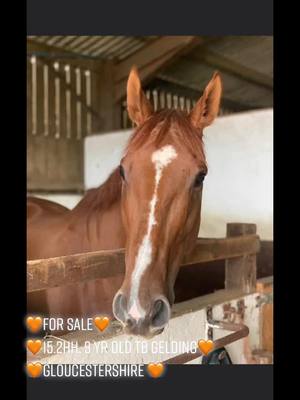 A post by @mayalcx on TikTok caption: 🧡Marlow🧡please message me if interested and for more information. #horses #horsesforsale #thoroubredsoftiktok #chestnutgeldings