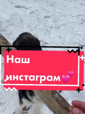 A post by @_fun_animals_house_ on TikTok caption: Асюша💗//Заходите и играйте! 😋