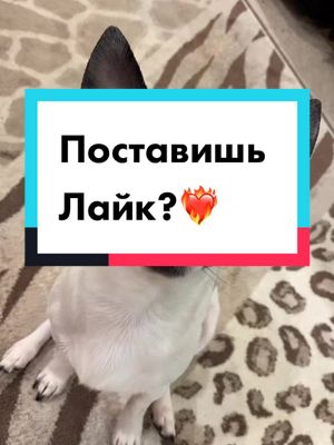 A post by @_fun_animals_house_ on TikTok caption: Эвелина//Эрик\\ #рек #рекомендации #рекомандация