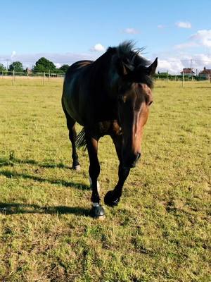 A post by @rachel_lxc98 on TikTok caption: Too good looking 😎 #handsomeboy #horsesoftiktok #LinkBudsNeverOff