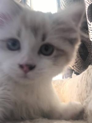 A post by @dclem5 on TikTok caption: My name is Mochie #fyp #catsoftiktok #ragdoll