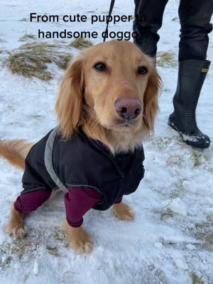 A post by @ronniecockerspaniel on TikTok caption: #puppystage #cockerspaniel #handsomeboy