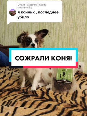 A post by @disney.doggy on TikTok caption: Ответ пользователю @swertymilky  Не несите подобный бред🙅🏼‍♀️ #конина #вреки #собаки #догхаус #конскоелегкое #конник #собачник #ответ