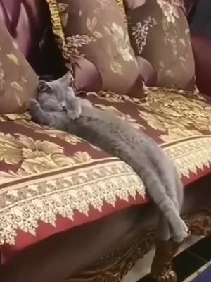 A post by @furryanimalss on TikTok caption: #fyp #cat #animals #foryou #watchthis #watchtillend