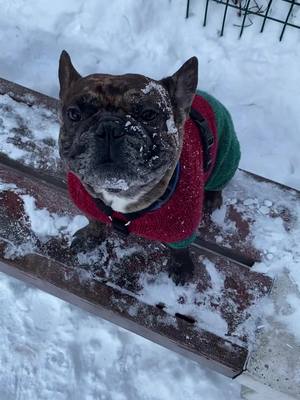 A post by @moiseyfrenchbulldog on TikTok caption: #бульдозя #бульдозер #булька #бульдог #французскийбульдог #француз