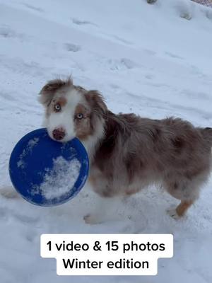 A post by @brucetheaussie on TikTok caption: Winter was fun but we aren’t going to miss it! #australianshepherd #aussie #dog #dogsofttiktok #foryou #fyp #funny #cute #animals #