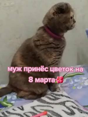 A post by @sofik_kotya on TikTok caption: #8марта #рек