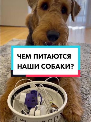 A post by @disney.doggy on TikTok caption: Как вам питание наших собак?🙋🏼‍♀️ Заметили новых участников в видео?) #чемпитаются #собаки #врек #чаппи #собаки #догхаус #disney_doggy #конина