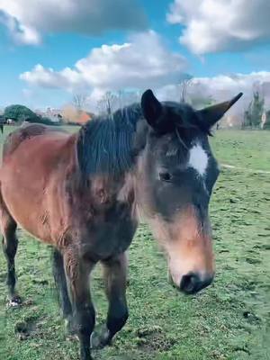 A post by @wout_verstappen on TikTok caption: She’s a personality #fy #horse#horsetok #fyp #foryou 🐴