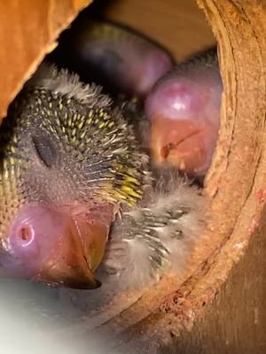 A post by @palaktheparakeet on TikTok caption: Sleeping babies 😴#fypp#foryou#foryoupage#babybudgies#babyparakeet#parakeetsoftiktok