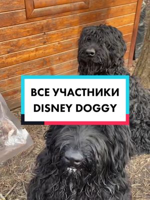 A post by @disney.doggy on TikTok caption: Кто вам больше всех нравится из хауса?😍 Добро пожаловать в команду @chewiee_dogs @kavaler..molli #собаки #вреки #врек #чаппи #конники #disney_doggy