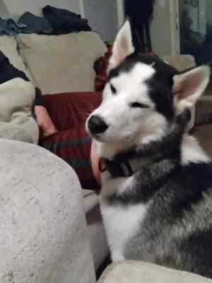 A post by @flaw31_ on TikTok caption: my Jaxy boy!!! Jaxson #huskylove #lovedogs #for you