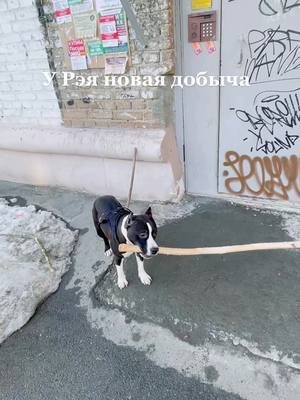 A post by @vitta_devil_amstaff_ray on TikTok caption: #рэй #стаффордширскийтерьер #гарипотер #волшебнаяпалочка #CapCut