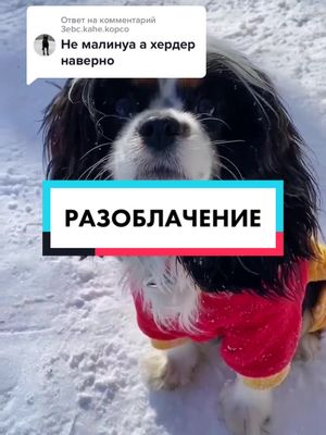 A post by @disney.doggy on TikTok caption: Ответ пользователю @3ebc.kahe.kopco  Вот такие мы😂 #разоблачение #слив #вреки #собаки #псины #малинуа #disney_doggy #догхаус #хаус