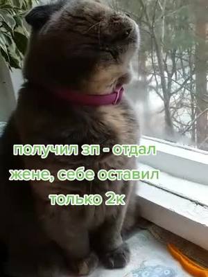 A post by @sofik_kotya on TikTok caption: #зп #жена