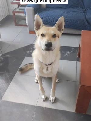 A post by @dogsworld55_4 on TikTok caption: Cuantas veces dijisteis que no??🥰 #dogsworld55_4 #perrolobo_con_pastorsuizo #arkan #fypシ #parati #viral #fypシ