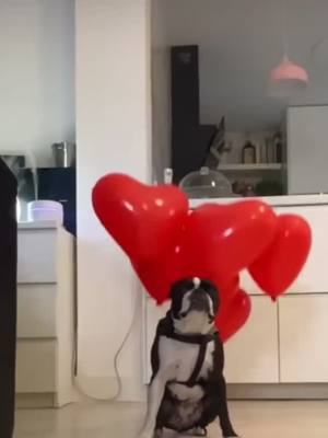 A post by @alexgpj.z on TikTok caption: Boston Volador #bostonterrier                                        Créditos: iampaca