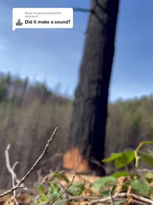 A post by @zacharykintzley on TikTok caption: Reply to @percnowitzki04  here is the sound my phone focused on a branch right in front of it. But if you watch when it falls it moves the branch when it hits the ground.