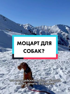 A post by @disney.doggy on TikTok caption: Включали когда-нибудь своим собакам Моцарта?😂🐶 #моцарт #собаки #вреки #разоблачение #музыка #догхаус #зима #disney_doggy #конина