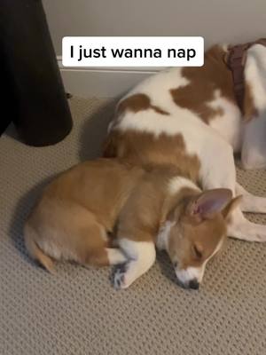 A post by @jammycorgi on TikTok caption: Jammy just wants to take a nap #corgi #corgipuppy #corgisoftiktok