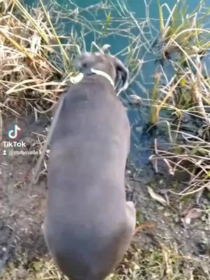 A post by @stubevelle1 on TikTok caption: #weimaraner #fishing #florida