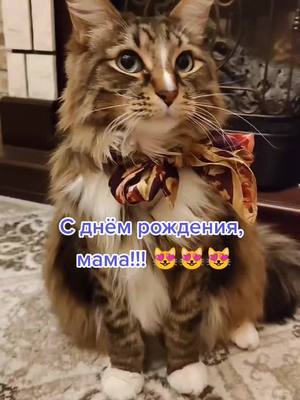 A post by @timosha_kotik_kis on TikTok caption: 22 февраля! #Тимоша #котики #любимыйпитомец #AvonПодаркиВсем #деньрождения