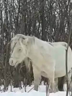 A post by @kentavrik_1 on TikTok caption: ну как их можно не любить?😂😍#коннаяверсия #пони #horse