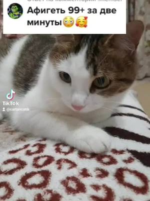 A post by @cartoncatik on TikTok caption: СДЕЛАЮ ВСЕМ!!!😄😁🤑🤪😝#fypシ #fyp #питомец #AvonПодаркиВсем #кошка #питомец #смешнойпитомец #Муркаваслюбит #животные