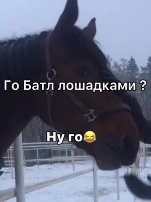 A post by @smoothies.life_horses on TikTok caption: ||•батл😅@horses_love90