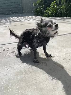 A post by @goblinsneststudios on TikTok caption: #shakeitlikeasaltshaker #shakeit #ShowUsYourDrawers #MaiselChallenge #fyp #chihuahua #dog #puppy #BestFriends #hiphop #slowmo