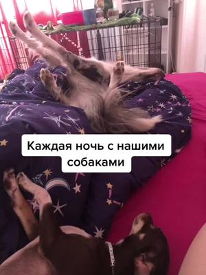 A post by @bc_hissa on TikTok caption: #бордерколли #собаки #рекомендации #ночь