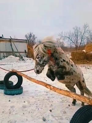 A post by @kentavrik_1 on TikTok caption: 70 см💫#пони #horse #конкур