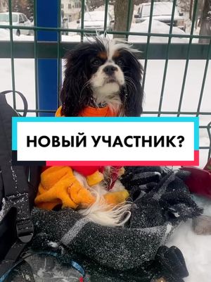 A post by @disney.doggy on TikTok caption: Кто же это?)😏 #новыйучастник #наборзакрыт #догхаус #вреки #собаки #disney_doggy #кавалеркингчарльзспаниель