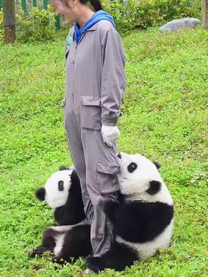 A post by @petswei9 on TikTok caption: #panda #animal #squabby #lovely #naughty #foryou #fyp