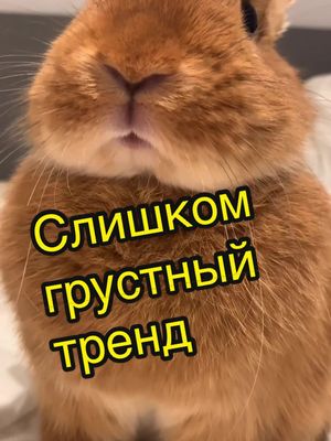 A post by @barbiexbunny on TikTok caption: Никогда не оставлю зайчиков ❗️#мир#мыхотиммира#мирвовсеммире#украина#россия#всемдобра#кролик