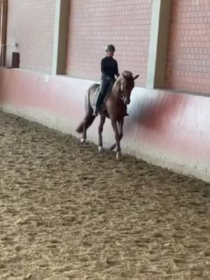 A post by @_equestrian_estetik_ on TikTok caption: Why #AvonПодаркиВсем #конюшня #конныйспорт#конюшня#кони#конкур#выездка#троеборье