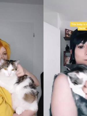 A post by @sparky_cosplayy on TikTok caption: #Duett mit @sparky_cosplayy look how big they are only 6month later🥲 #cats #catowner #bakugou #denki #bakukami #serohanta #kamibaku #fyp #fy